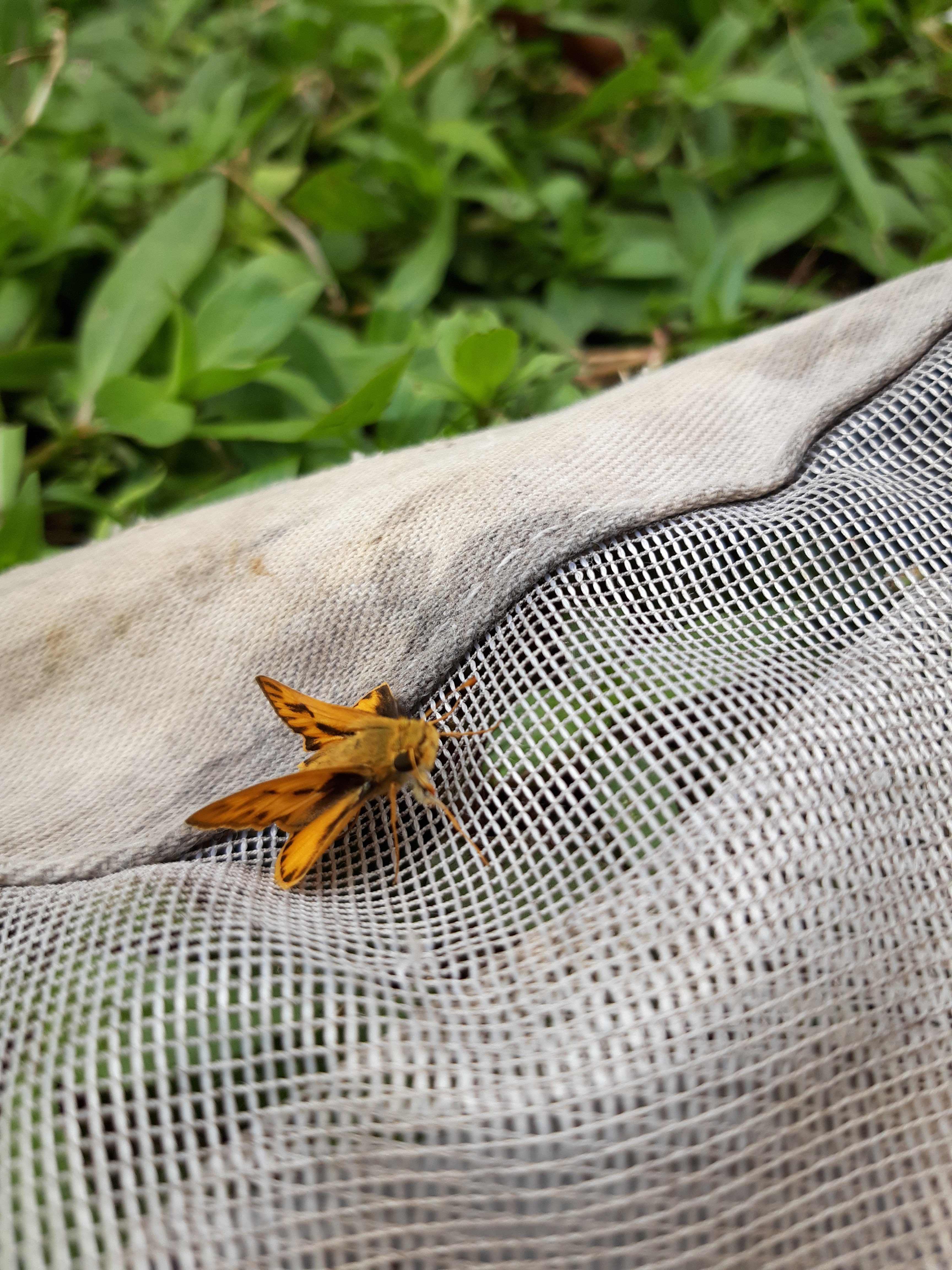 Fiery Skipper