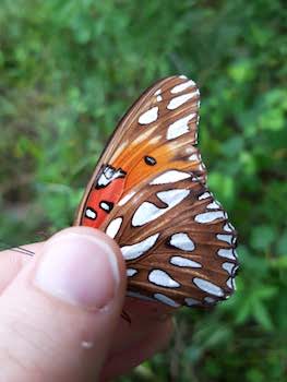 Gulf Fritillary